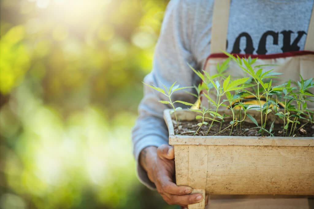 Como plantar maconha?