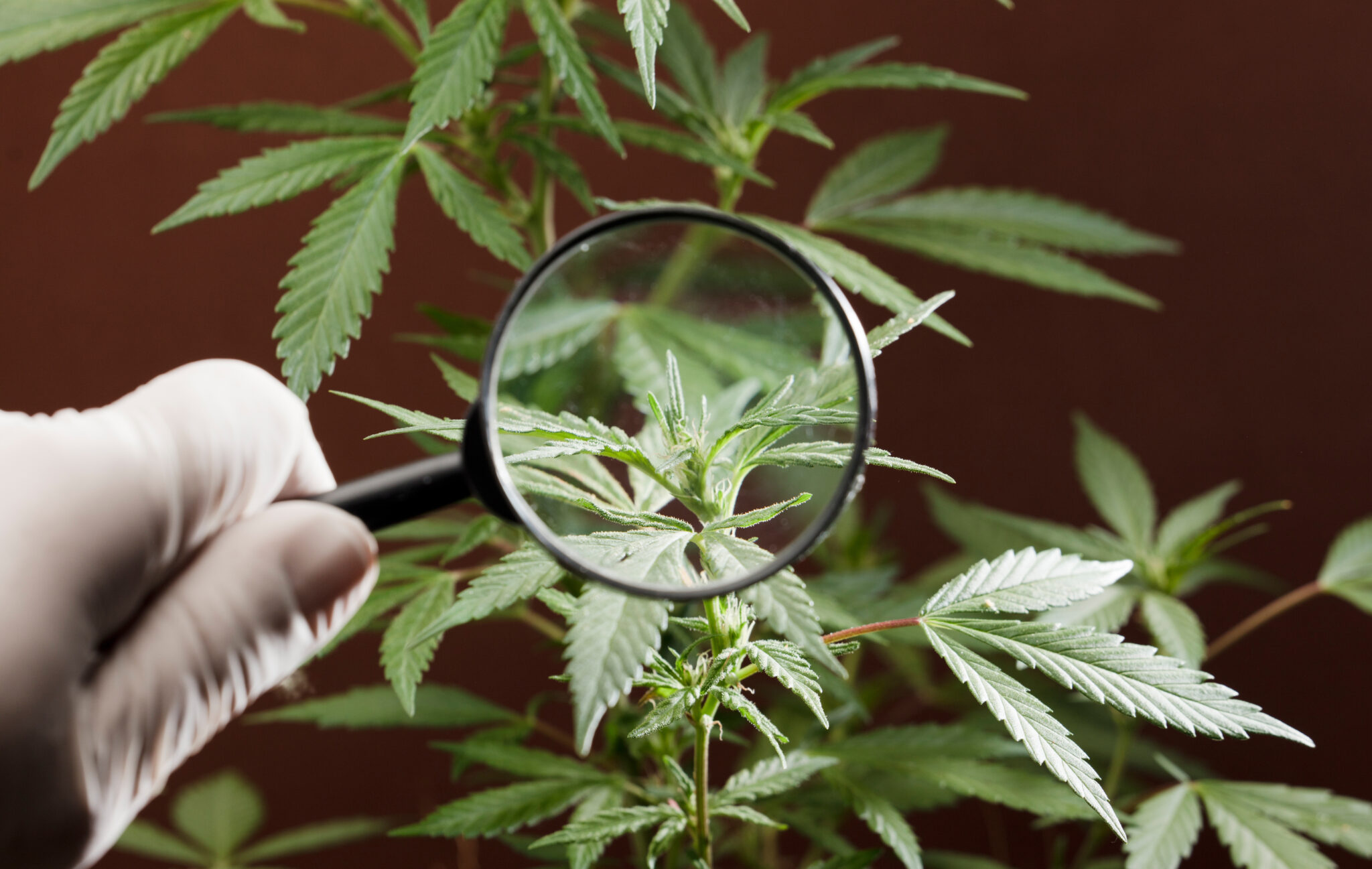 person-looks-medical-marijuana-plant-with-magnifier-cannabis-plant-growing-indoor-1