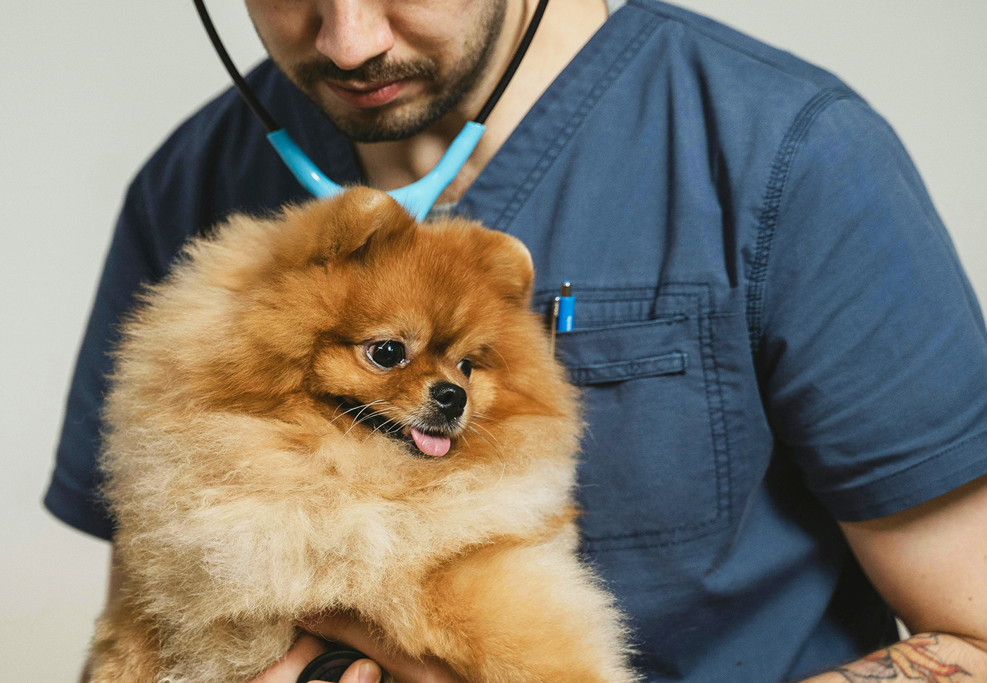 Anvisa autoriza a prescrição veterinária de Cannabis 