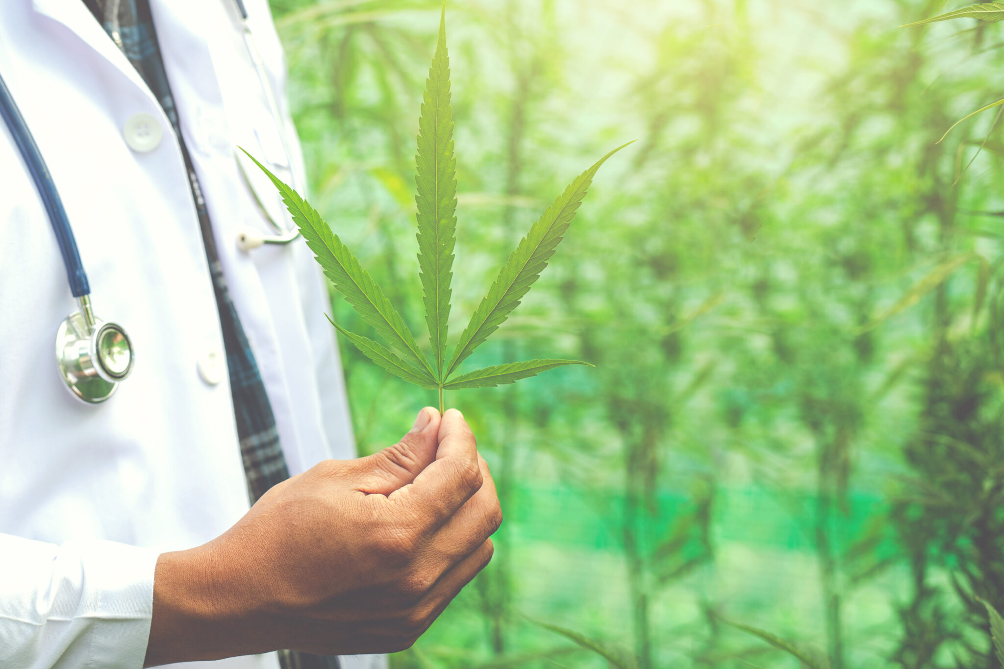10 anos de saúde: Cannabis como tratamento medicinal viável 