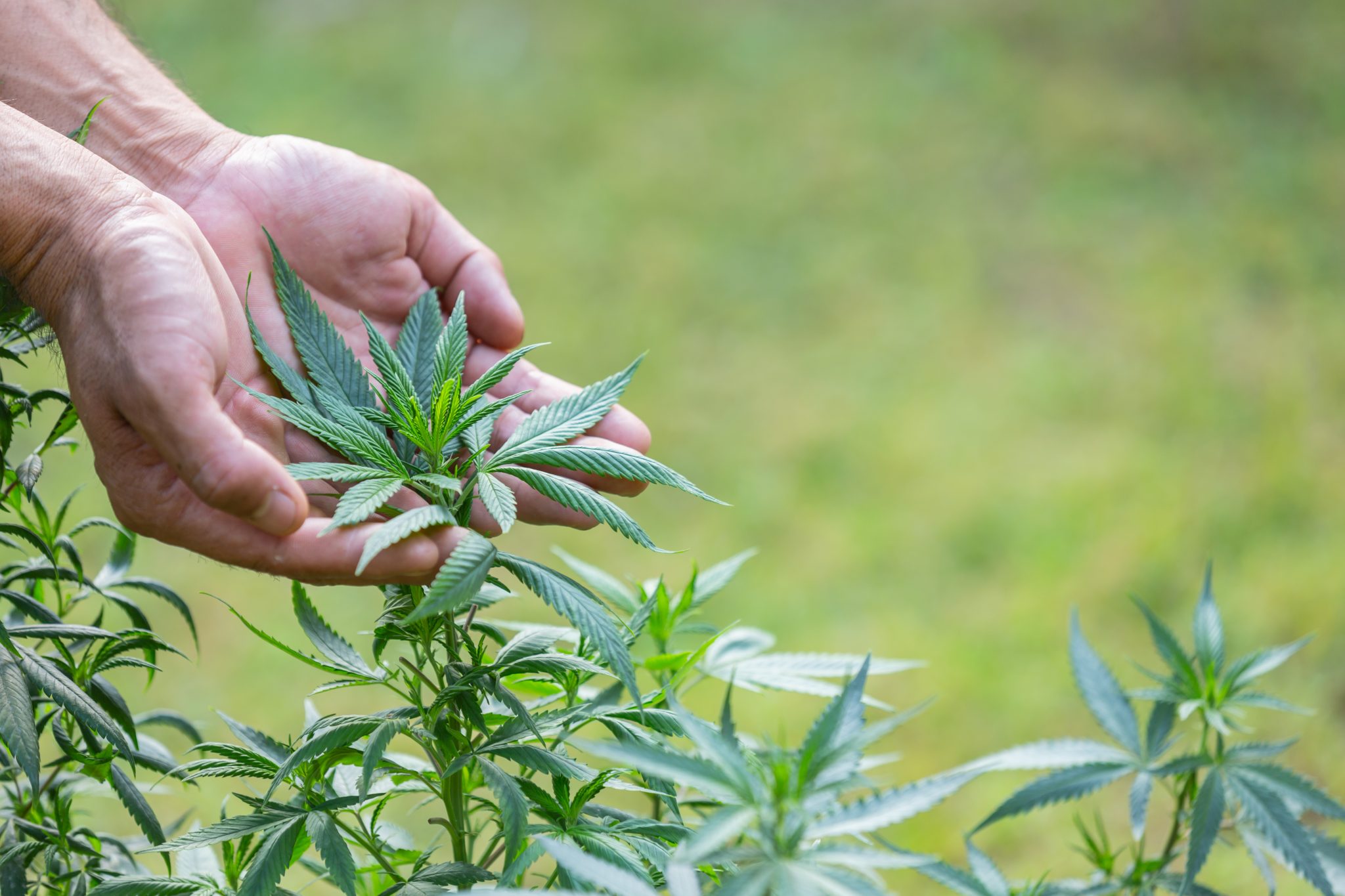 Meio Ambiente e Cannabis: Conferência discute os benefícios da Maconha para a preservação ambiental 