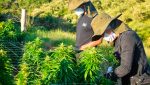 THC Medicinal - APEPI