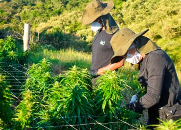 THC medicinal: Conheça os benefícios do canabinoide 
