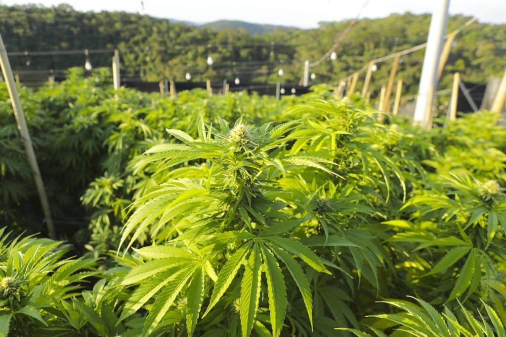 Folha de Maconha APEPI