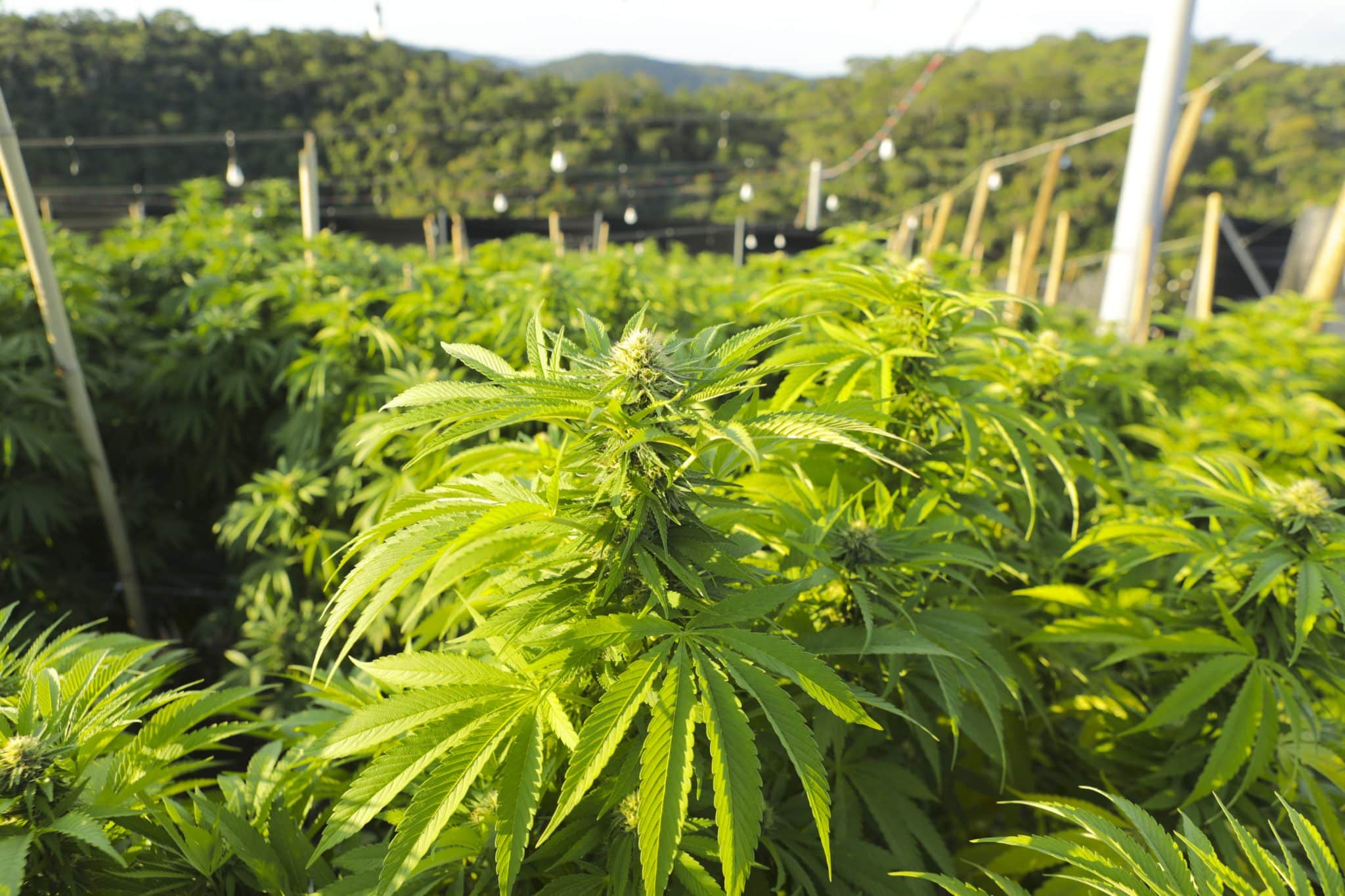 Folha de Maconha APEPI