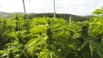 canabinoides maconha apepi