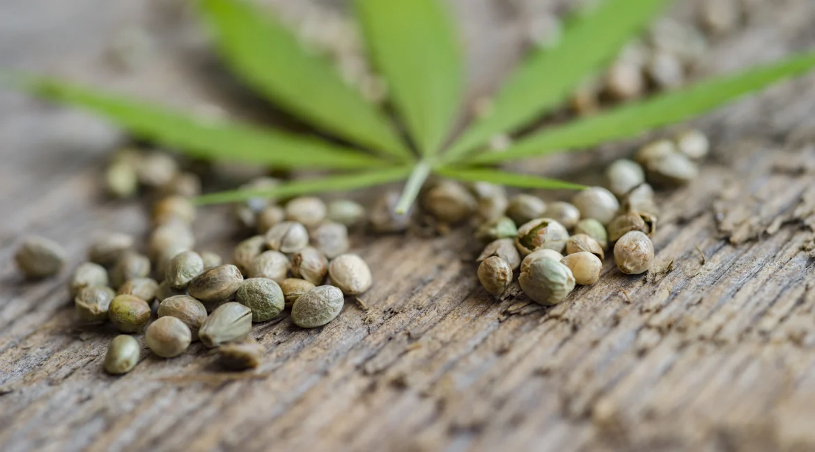 semente de maconha cânhamo APEPI