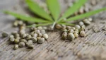semente de maconha cânhamo APEPI