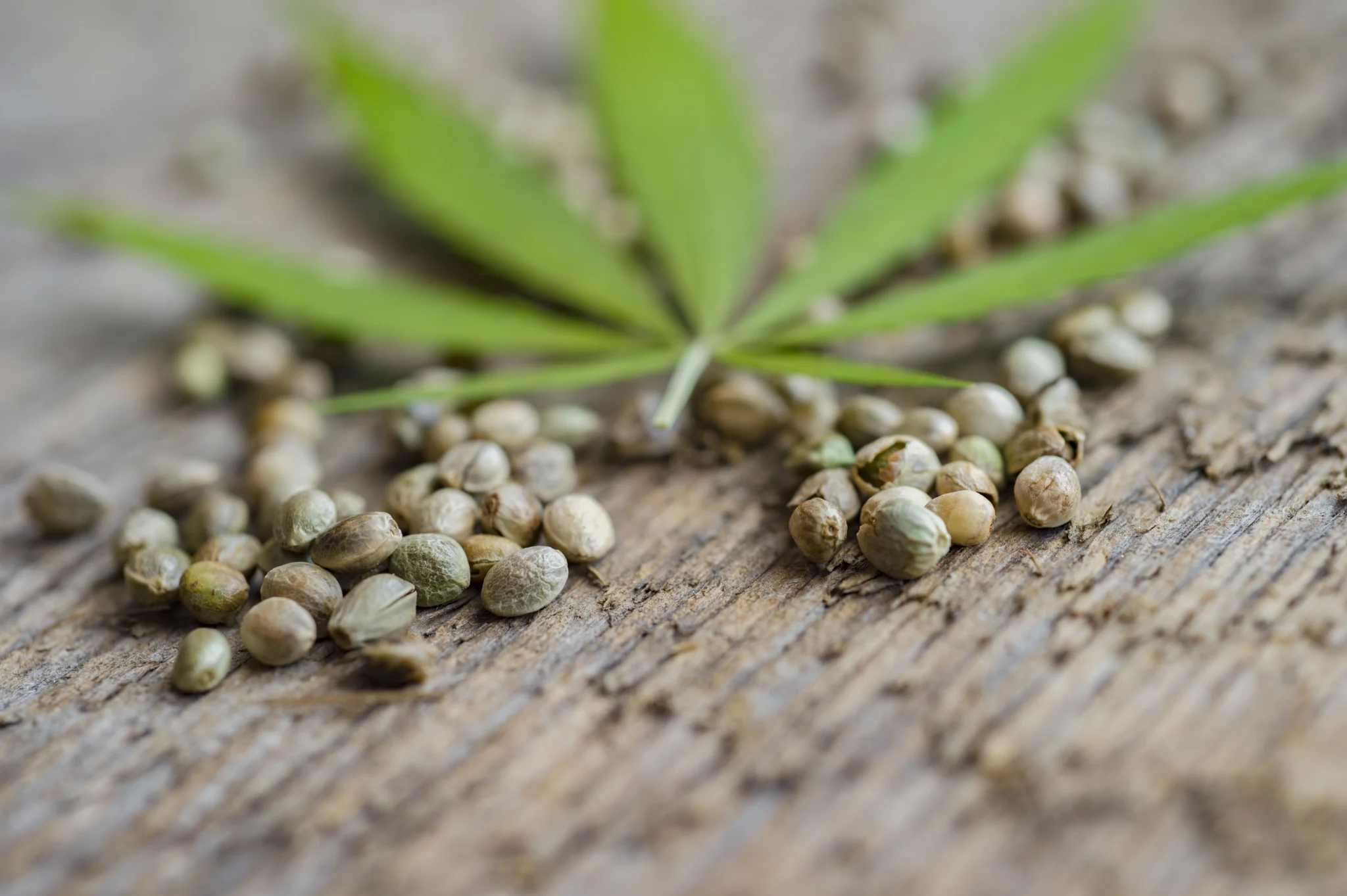 semente de maconha cânhamo APEPI