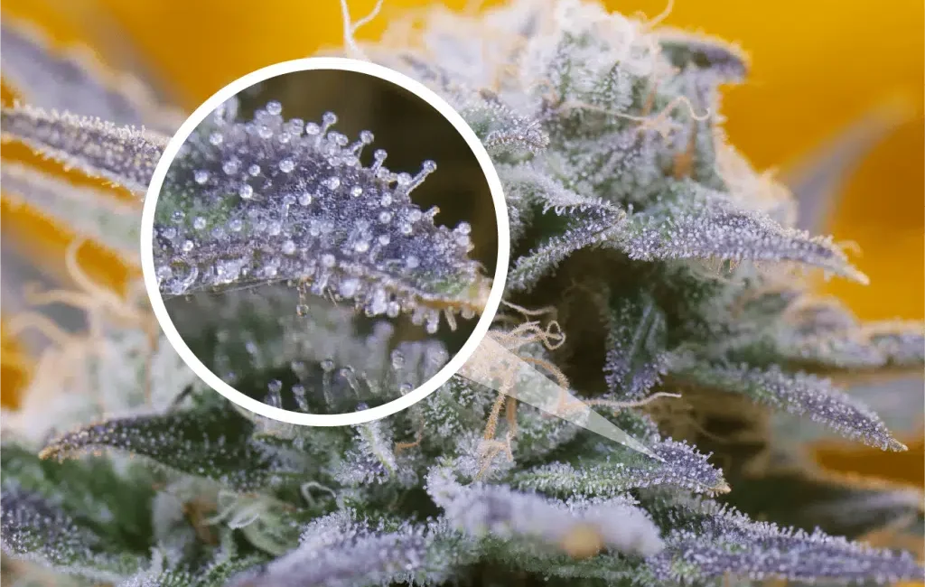 Cannabis Tricomas