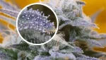 Cannabis Tricomas