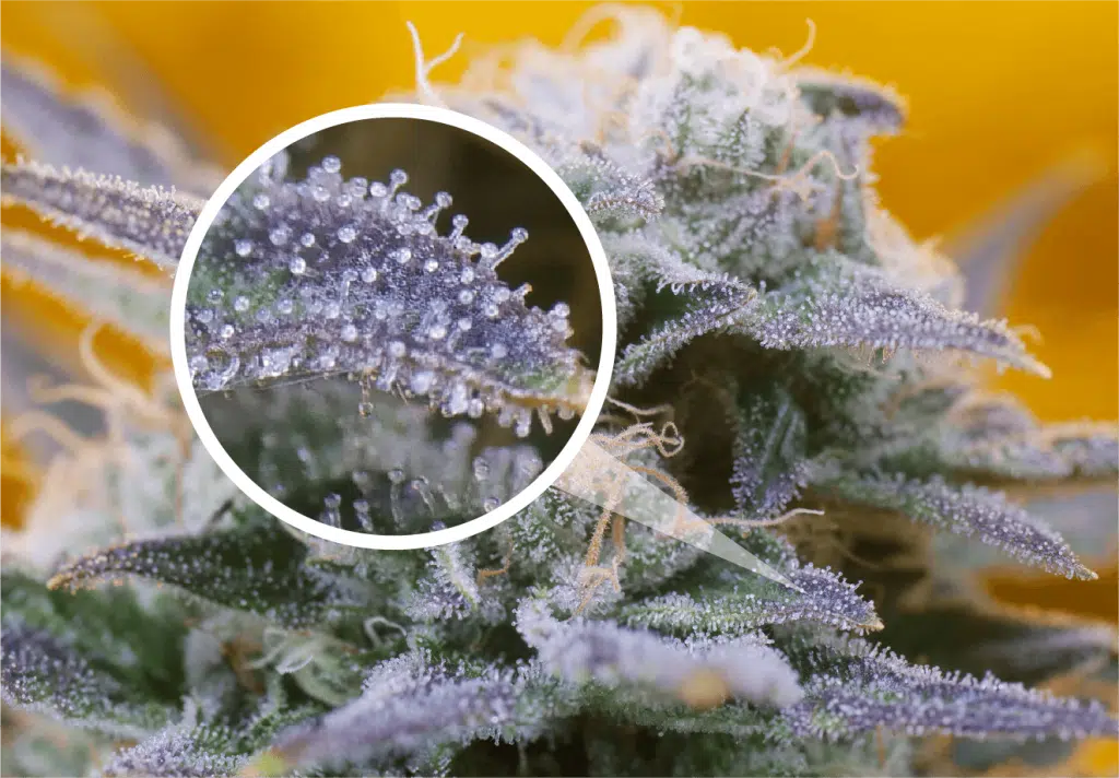 Cannabis Tricomas