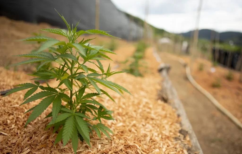 plantas fêmeas APEPI