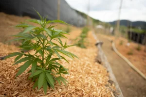 plantas fêmeas APEPI