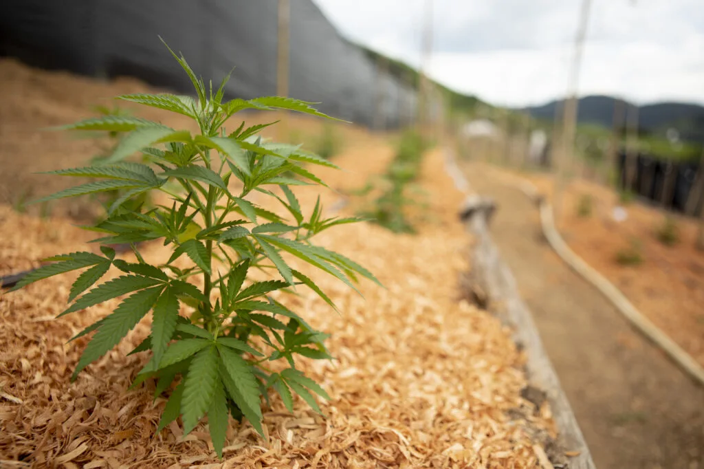 plantas fêmeas APEPI