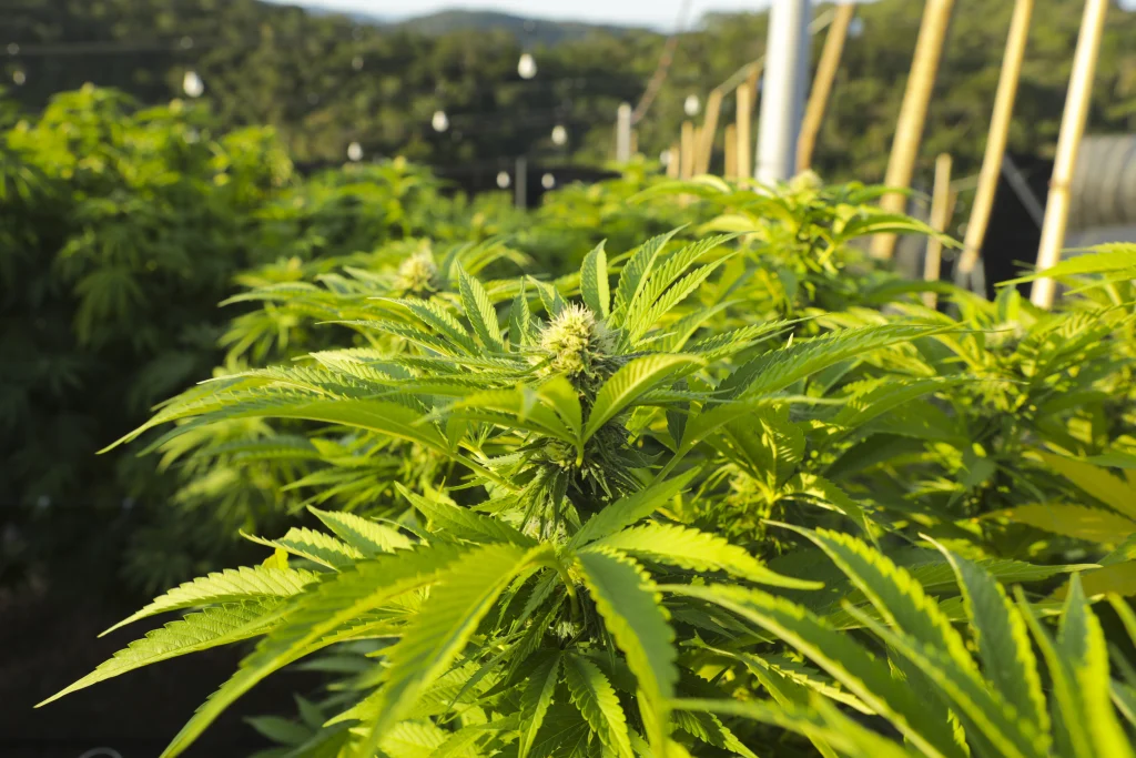 THC ou CBD APEPI
