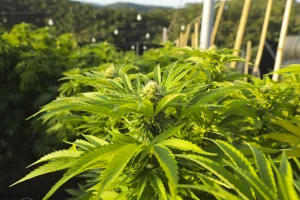 THC ou CBD APEPI
