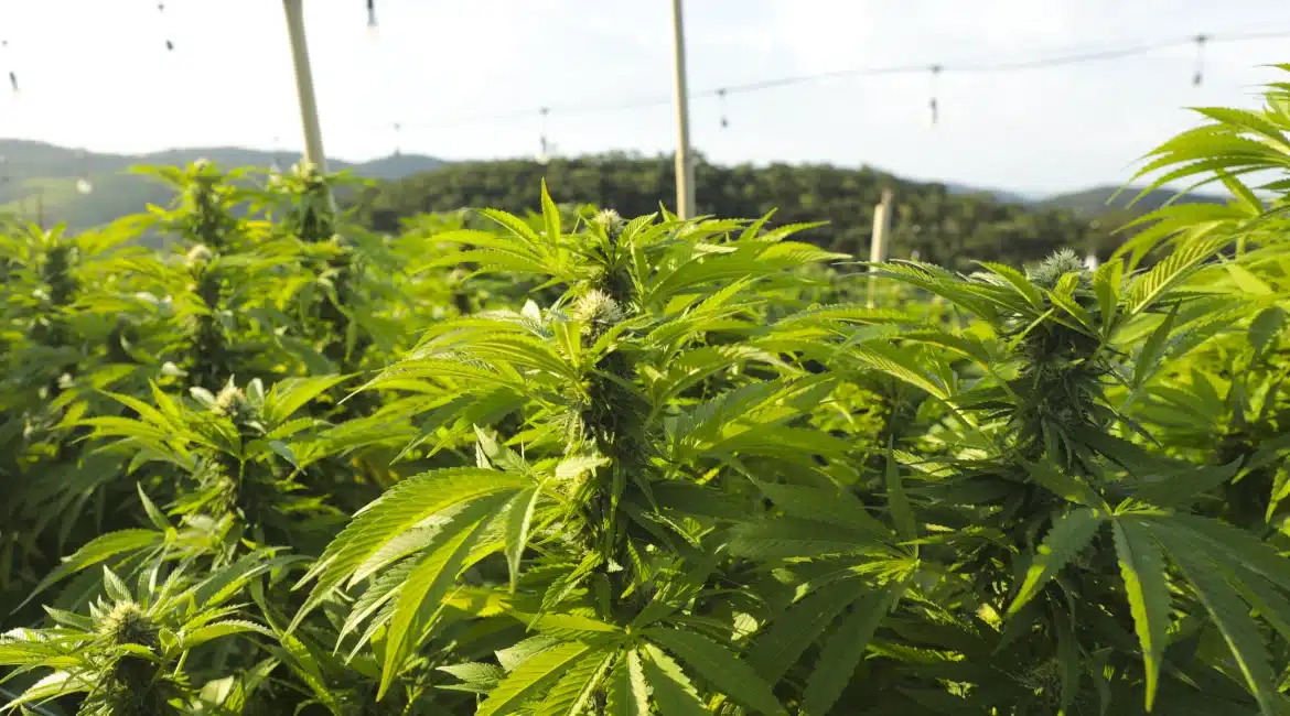 THC recreativo medicinal APEPI