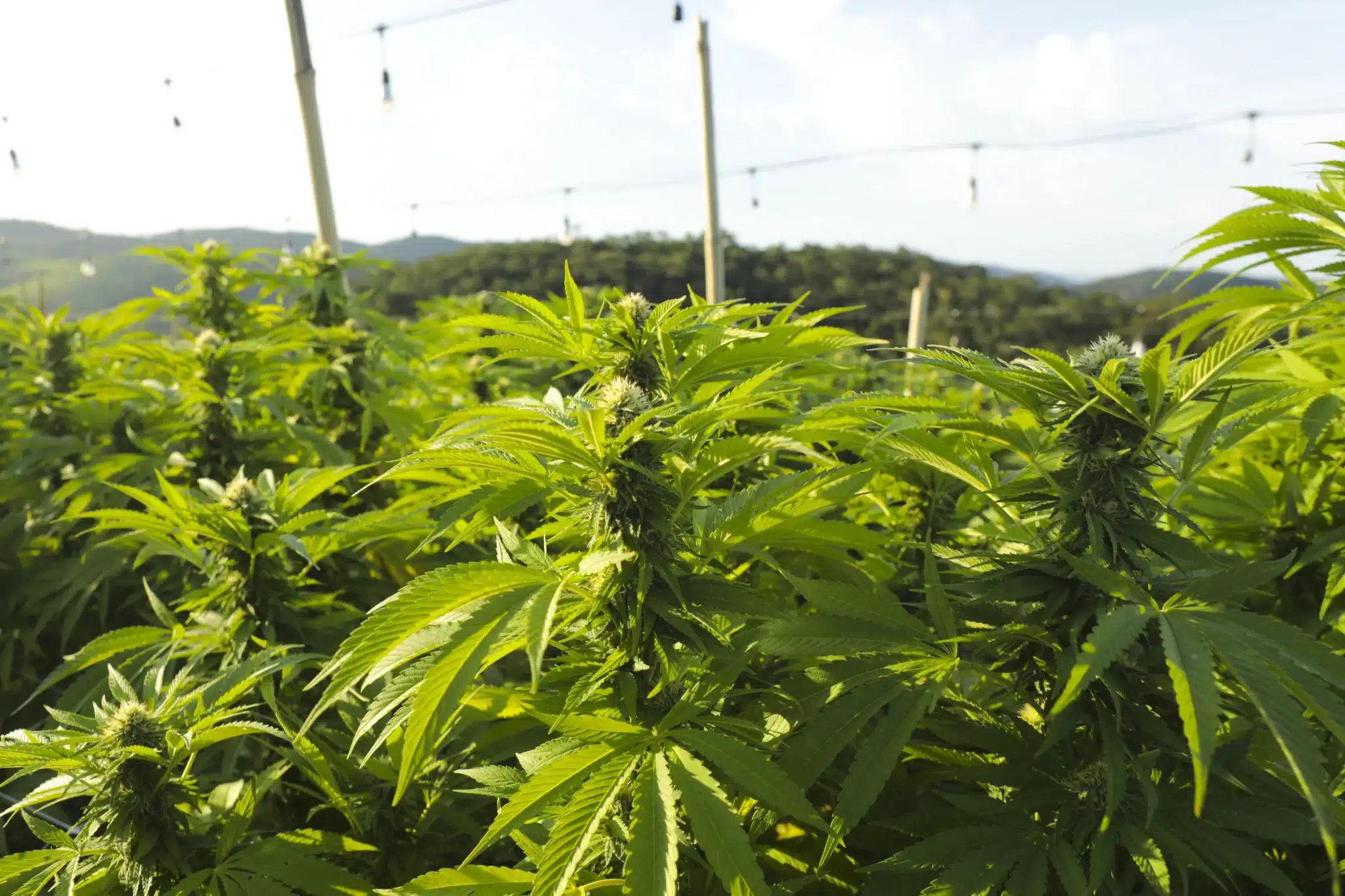 THC recreativo medicinal APEPI