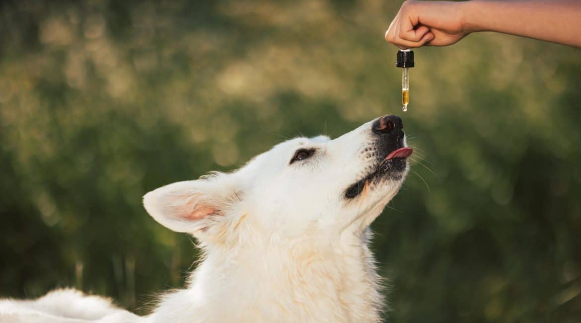 Cachorro recebendo óleo de CBD para epilepsia canina