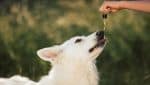 Cachorro recebendo óleo de CBD para epilepsia canina