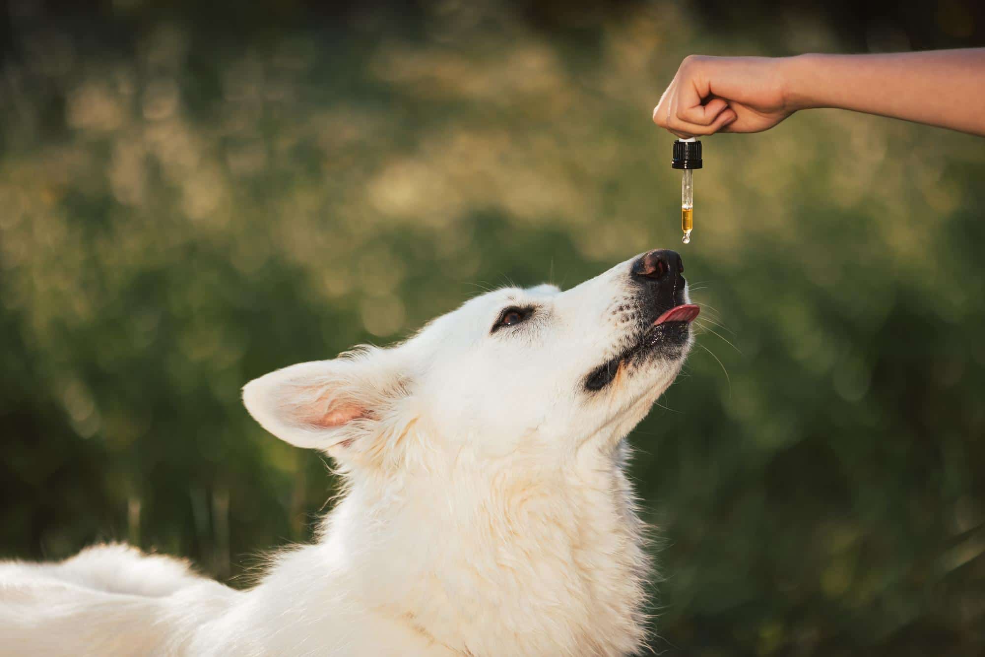 Cachorro recebendo óleo de CBD para epilepsia canina