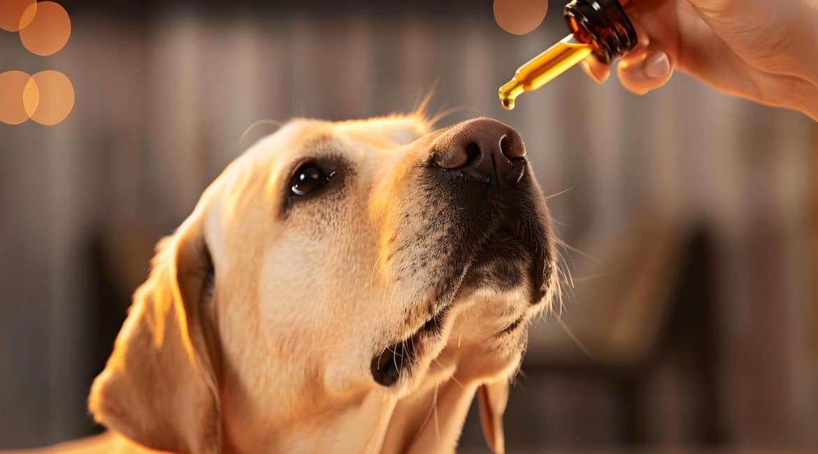 cachorro recebendo óleo de CBD para dor