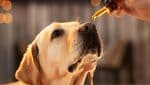cachorro recebendo óleo de CBD para dor