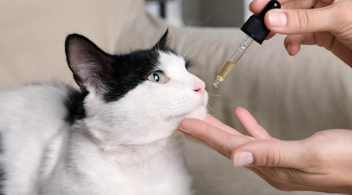 CBD para dor em gatos: tutor administrando óleo de canabidiol em gato