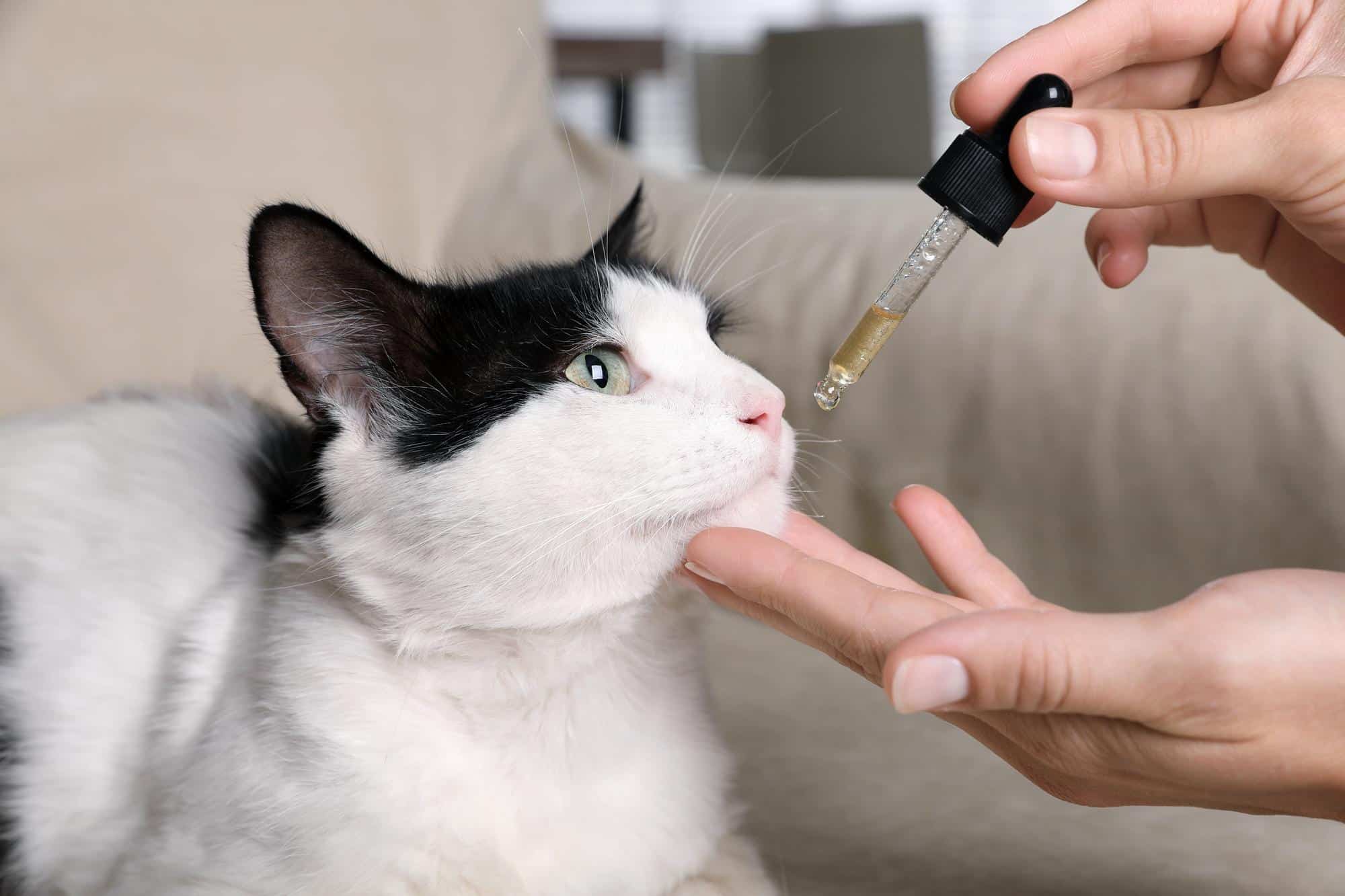 CBD para dor em gatos: tutor administrando óleo de canabidiol em gato