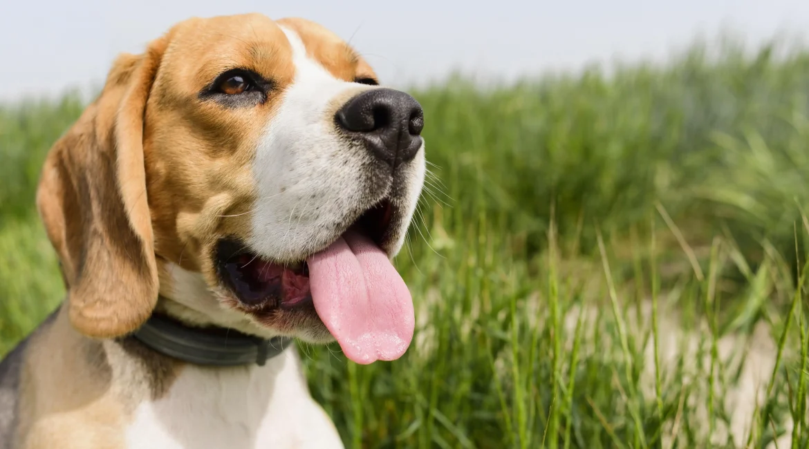 THC Cannabis APEPI pet