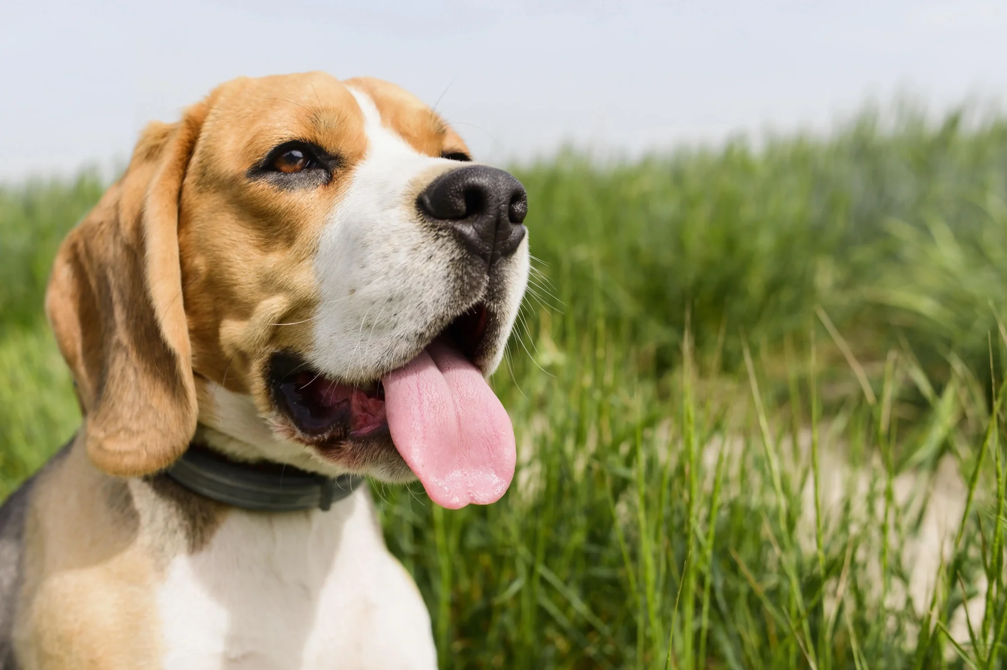 THC Cannabis APEPI pet