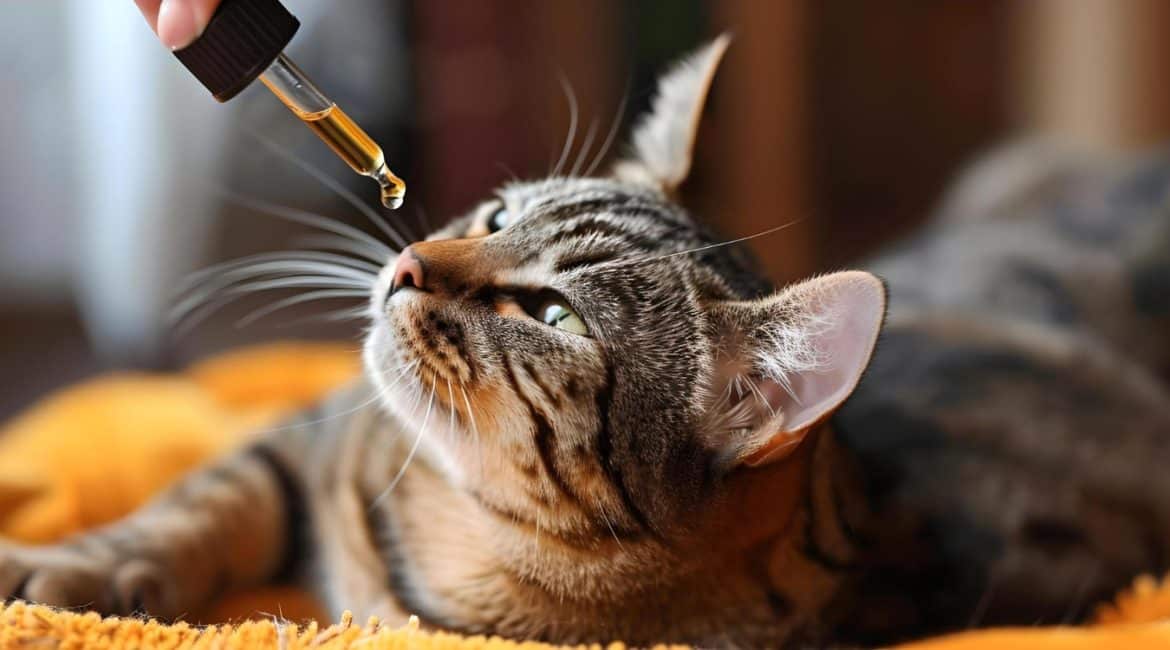 CBD para ansiedade em gatos: felino recebendo óleo de canabidiol