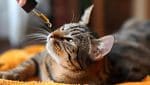 CBD para ansiedade em gatos: felino recebendo óleo de canabidiol