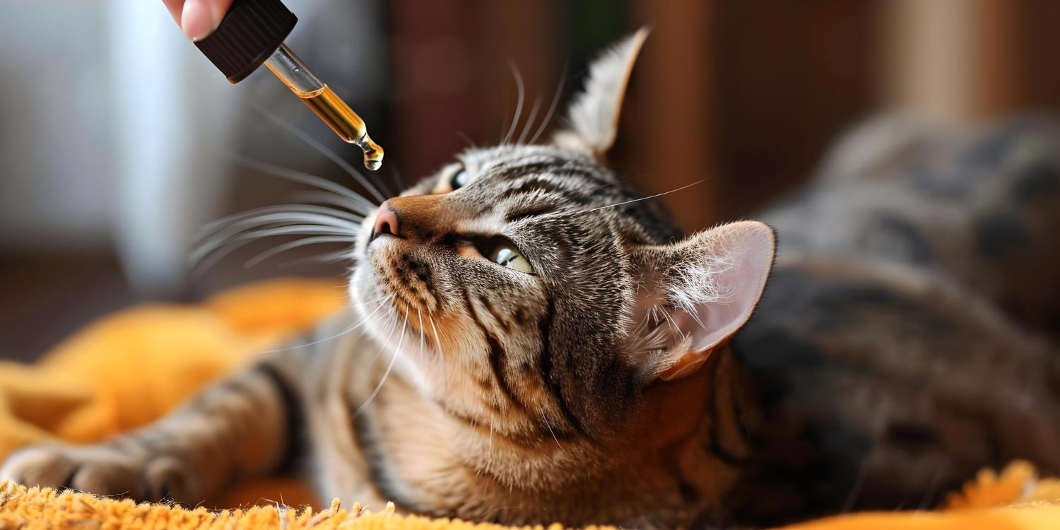 CBD para ansiedade em gatos: felino recebendo óleo de canabidiol