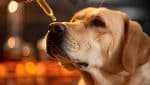 CBD para ansiedade em cachorros: labrador recebendo óleo de canabidiol