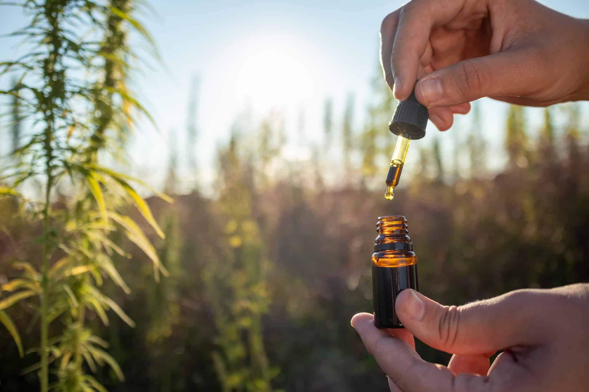 Cannabis câncer: mão aplicando óleo de CBD em conta-gotas entre plantas de hemp